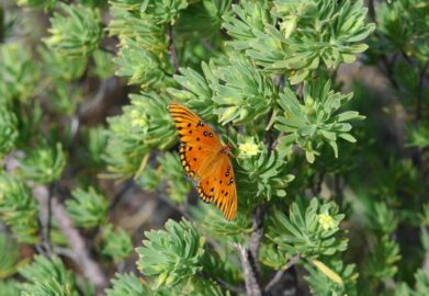 Native Plant Nursery